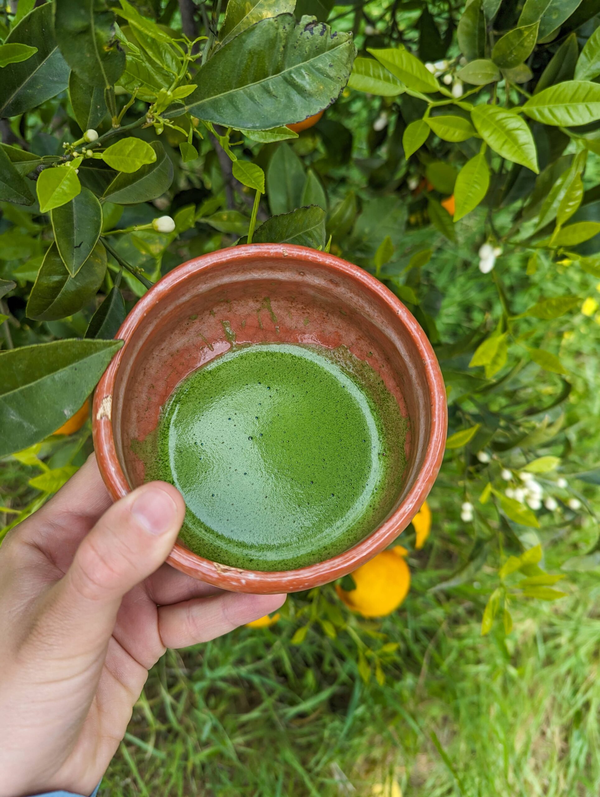 Te verde Matcha cerimoniale Matcha Yana no Shiro Hoshitea Hoshino Seichaen