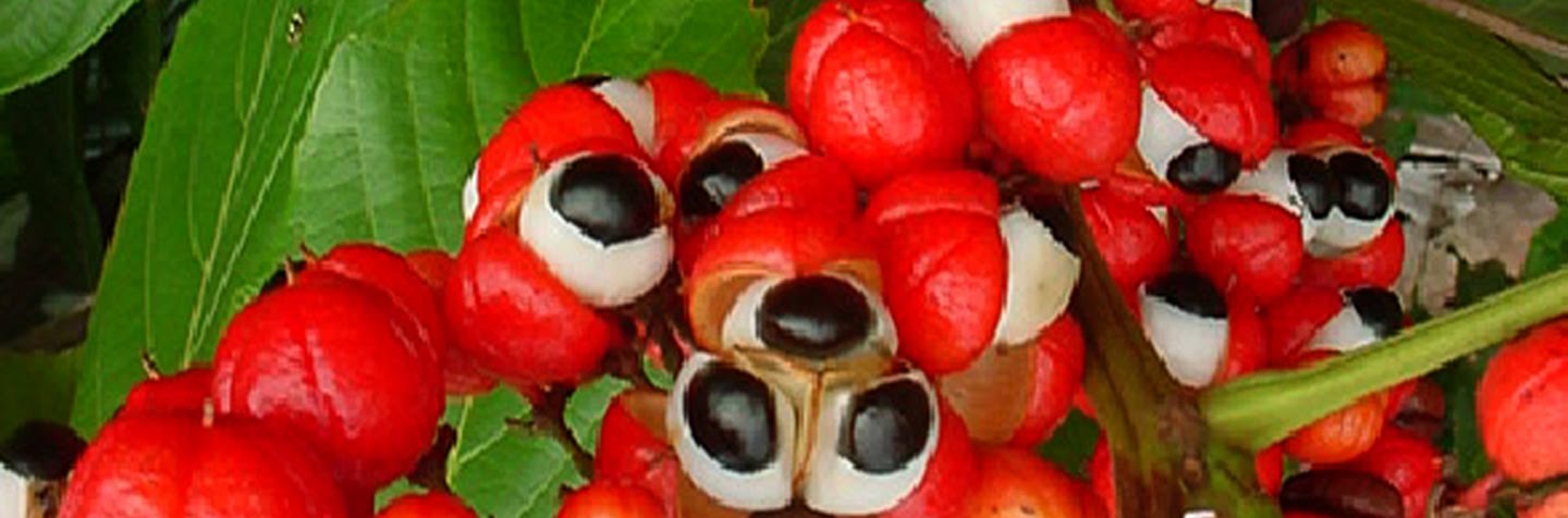 Il frutto del Guaraná