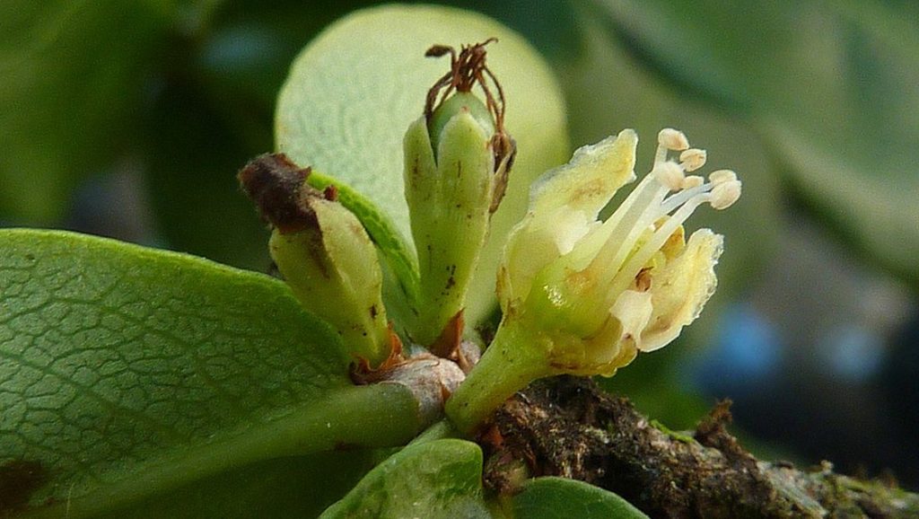 Il fiore dell’Erythroxylum Catuaba