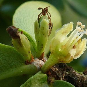 Il fiore dell’Erythroxylum Catuaba