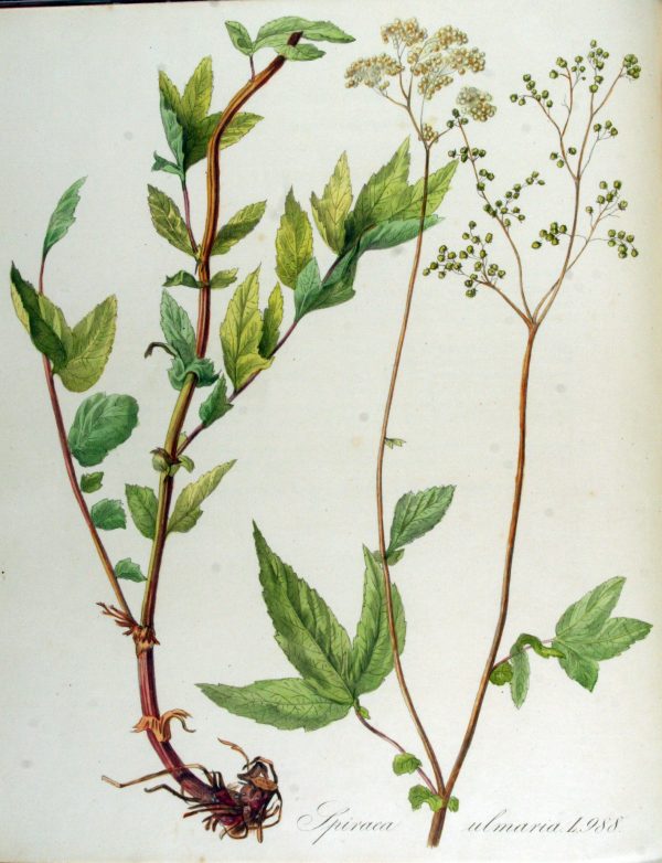 tisana alla spirea