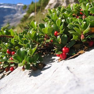 Tisana all’uva ursina