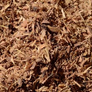 uncaria tomentosa – unghia di gatto