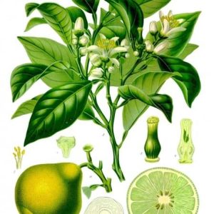 savoya earl grey tè nero aromatizzato bergamotto