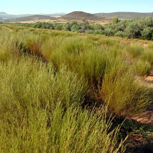 Piantagione di Rooibos in Africa