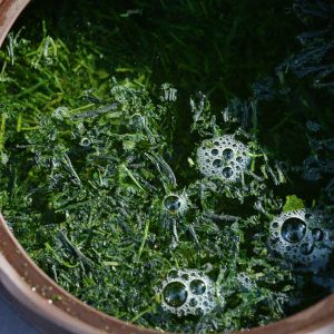 hoshino shuppin gyokuro tè verde giapponese Hoshino Seichaen