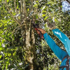 Yerba mate BIO Yacuy