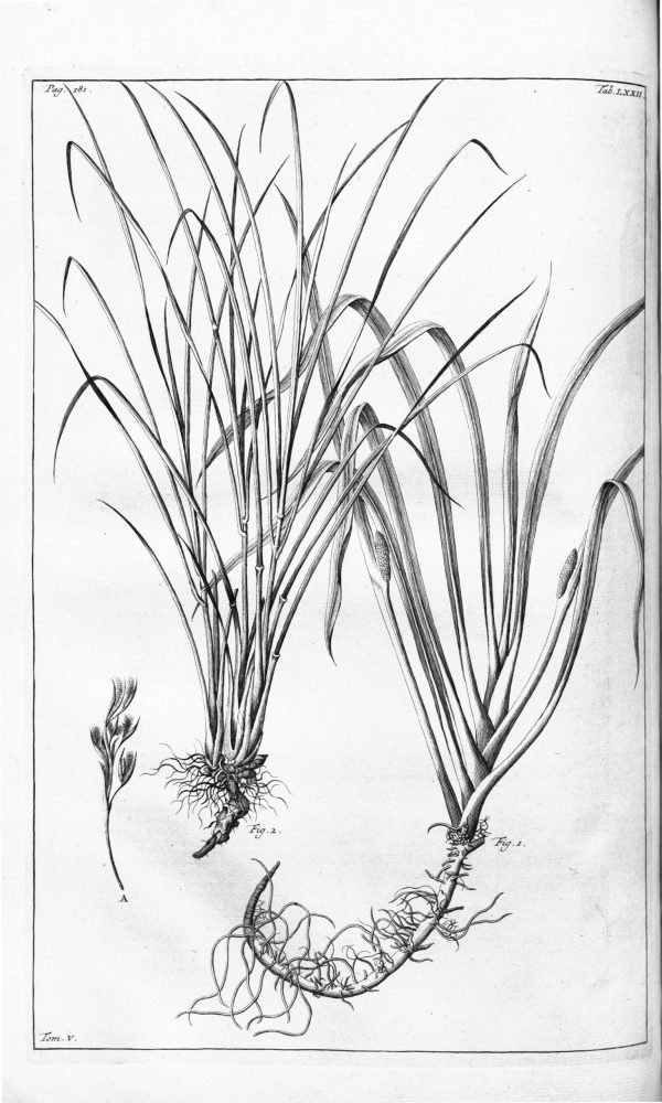 Citronella Tisana digestiva