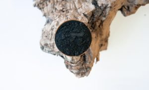 Carbone vegetale attivo a cosa serve