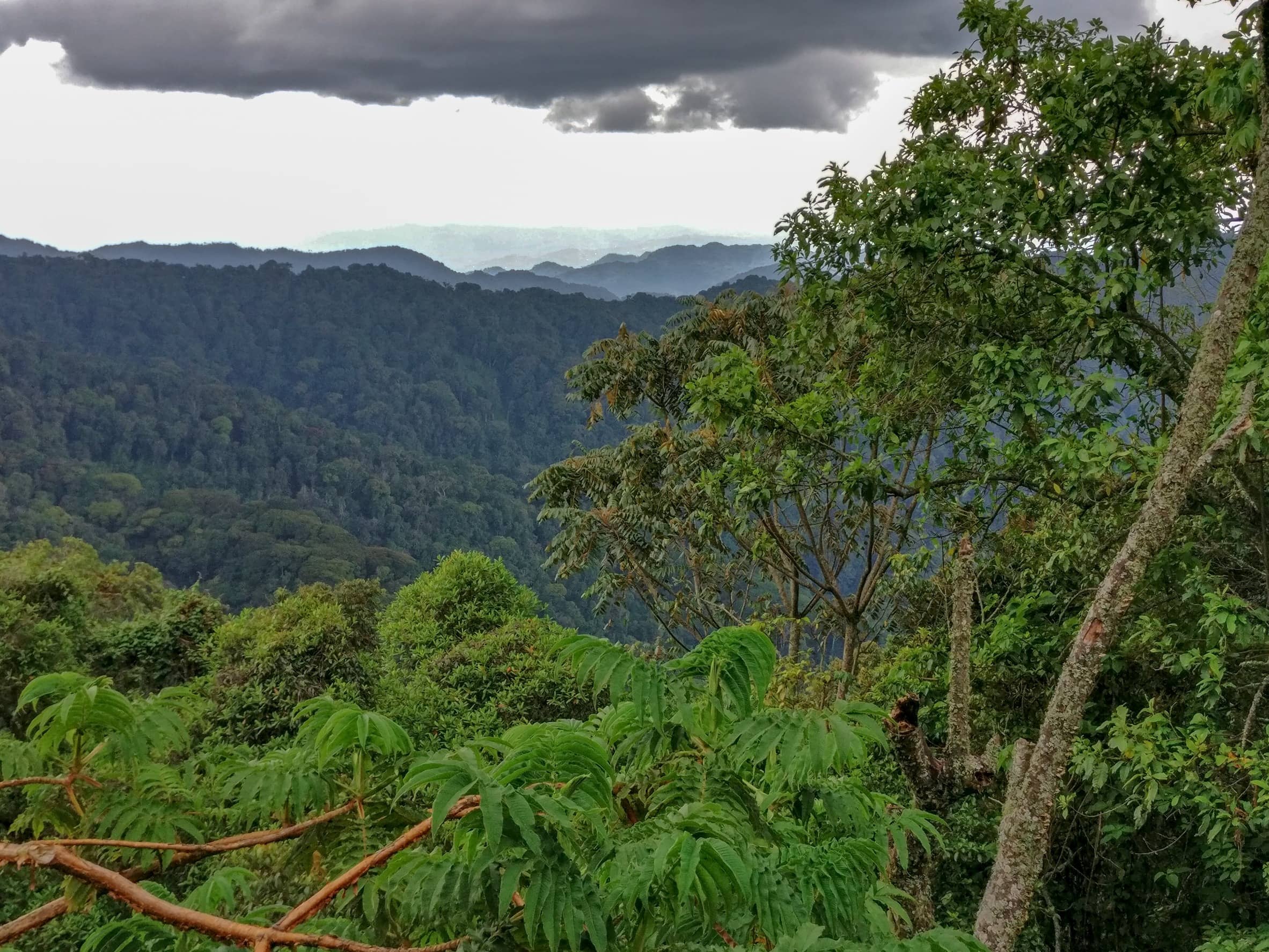 Foresta pluviale dell’Amazzonia