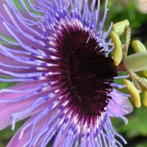 PASSIFLORA
