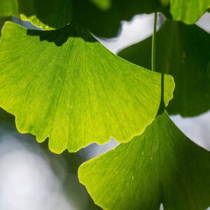 Ginkgo biloba