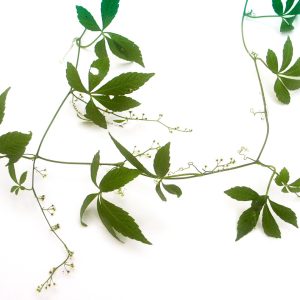 Adattogeno naturale Il Jiaogulan aiuta il corpo ad adattarsi meglio allo stress fisico e mentale, migliorando la resistenza generale e riducendo la fatica. Questo effetto è dovuto ai gypenosidi, composti bioattivi simili a quelli presenti nel ginseng. Supporto alla salute cardiovascolare Studi hanno dimostrato che il Jiaogulan può contribuire a ridurre i livelli di colesterolo LDL (colesterolo "cattivo") e trigliceridi, aumentando il colesterolo HDL (colesterolo "buono"). Inoltre, promuove una pressione sanguigna equilibrata, grazie al suo effetto rilassante sulle pareti dei vasi sanguigni e al miglioramento della circolazione. Effetti antiossidanti e antinfiammatori La tisana è ricca di antiossidanti, che proteggono le cellule dai danni causati dai radicali liberi. Questo supporta un invecchiamento sano, protegge il sistema nervoso e riduce l'infiammazione cronica, contribuendo alla prevenzione di malattie degenerative. Supporto al sistema immunitario I composti attivi del Jiaogulan favoriscono la regolazione del sistema immunitario, stimolando la risposta difensiva naturale dell’organismo contro infezioni e malattie. Regolazione del metabolismo La tisana è utile per promuovere il metabolismo equilibrato dei carboidrati, rendendola una scelta popolare per chi cerca di mantenere il peso corporeo sotto controllo. È stata studiata anche per il suo ruolo nel miglioramento della sensibilità all’insulina, risultando potenzialmente utile per chi soffre di diabete di tipo 2. Supporto al benessere mentale La tisana di Jiaogulan aiuta a calmare la mente, migliorare l'umore e favorire il rilassamento. È utile in caso di ansia, insonnia e stress cronico.