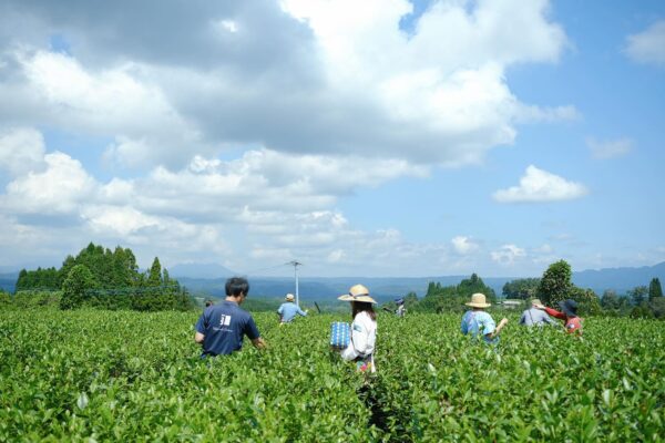 Kamairicha Miyama Kaori bio tè verde giapponese Miyazaki Sabou