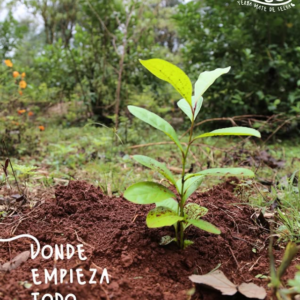 Zapecà yerba mate acroecologica dalla selva-32